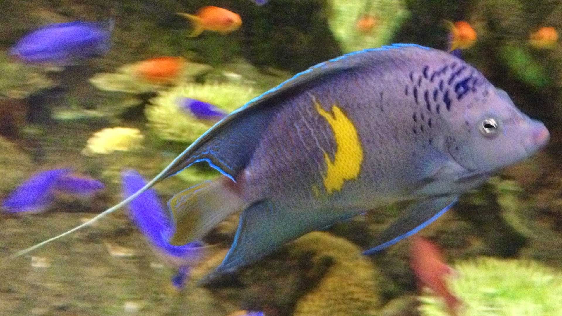 Rearing Of The Purple Masked Angelfish Using Only Cultured Food