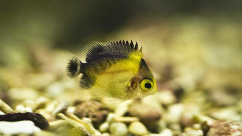 Purple Masked Angelfish Centropyge Venustus Rising Tide Conservation