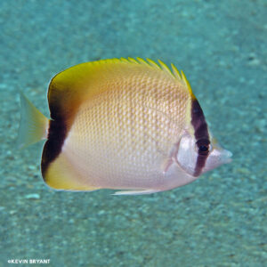Read more about the article REEF BUTTERFLYFISH, CHAETODON SEDENTARIUS | UF/IFAS IRREC